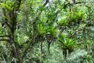 ...abtauchen in den Regenwald des Tirimbina Reservats...... von Benita Sittner