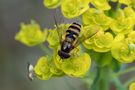 Große Schwebfliege von Anneli Krämer