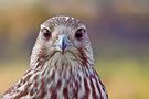 The Saker Falcon  von Babs Sch