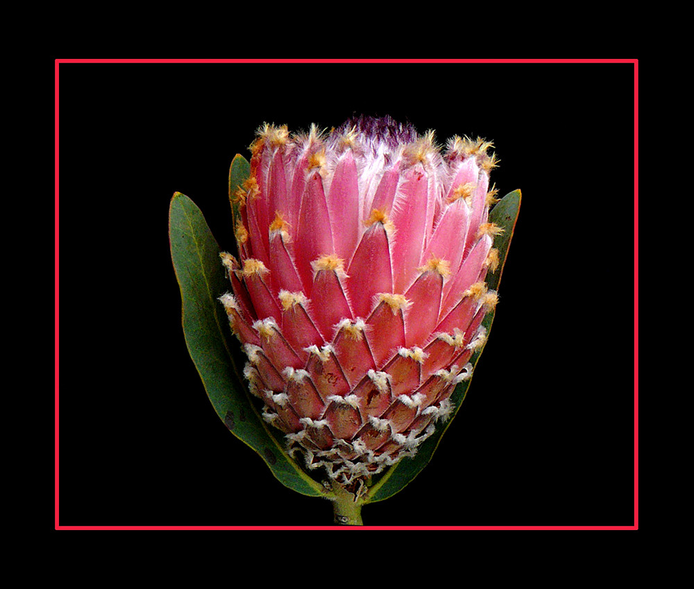 278 PROTEA BARBIGERA