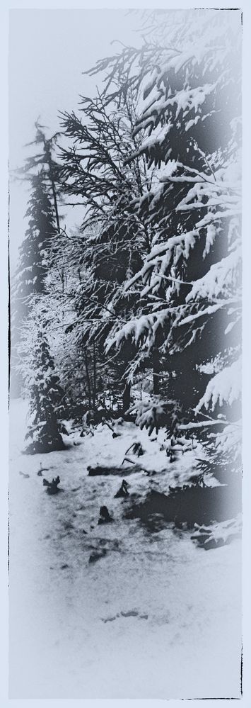 Schneewald von Max Haller 