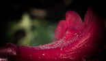 2017-04-rhododendron-rosee1 de longeronfr