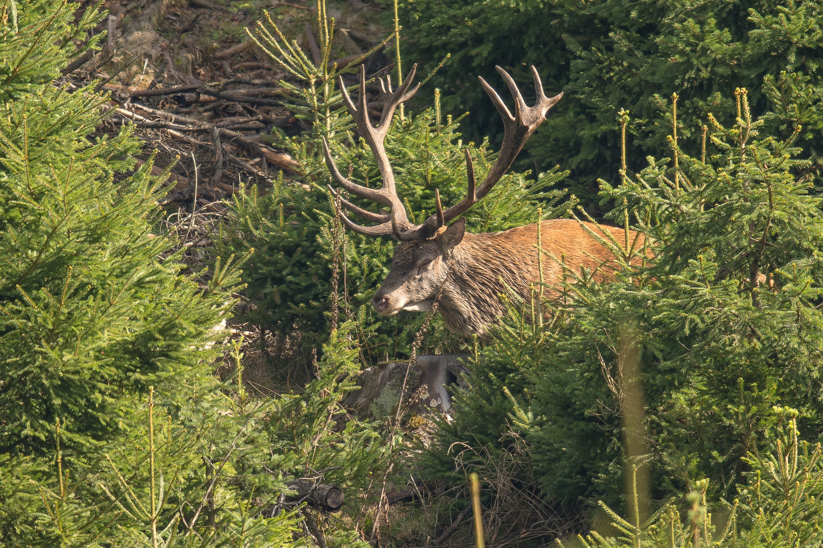 27.9.2014 - Hochbrunft