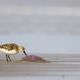 Sanderling