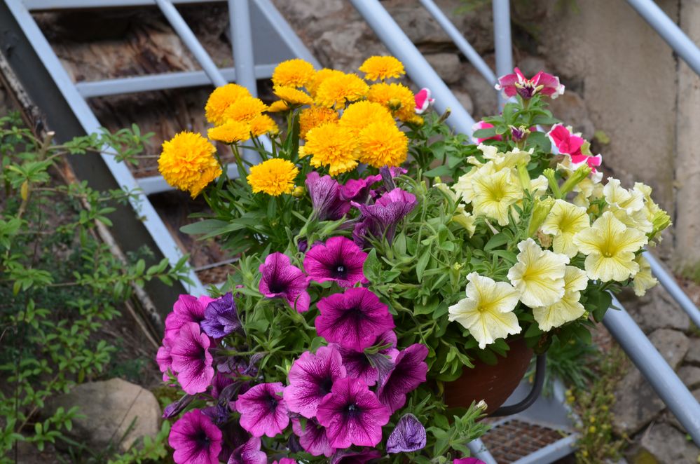 Flowers in the Garden von Talli Nathalie 