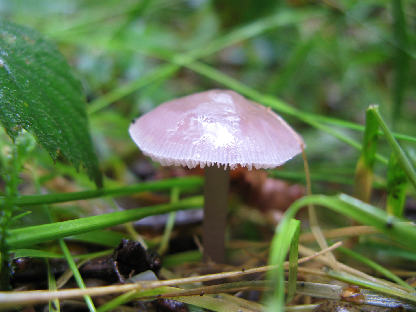 28 August 2010 im Wald - Ist es sohn Herbst? 005