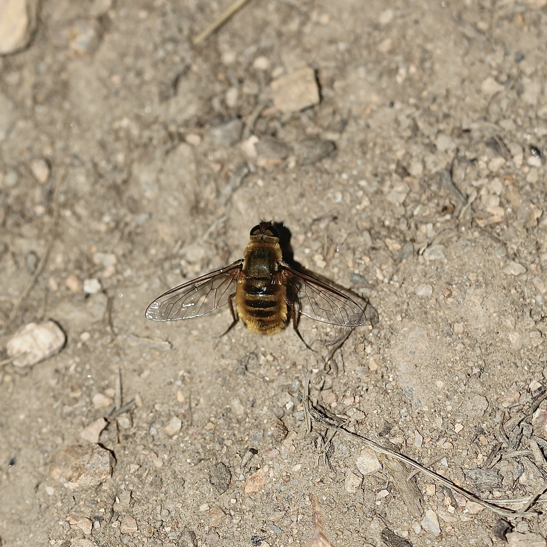 (28) "Beifang" aus der Wildbienenkolonie in Neukappl/Opf., Sommer 2019