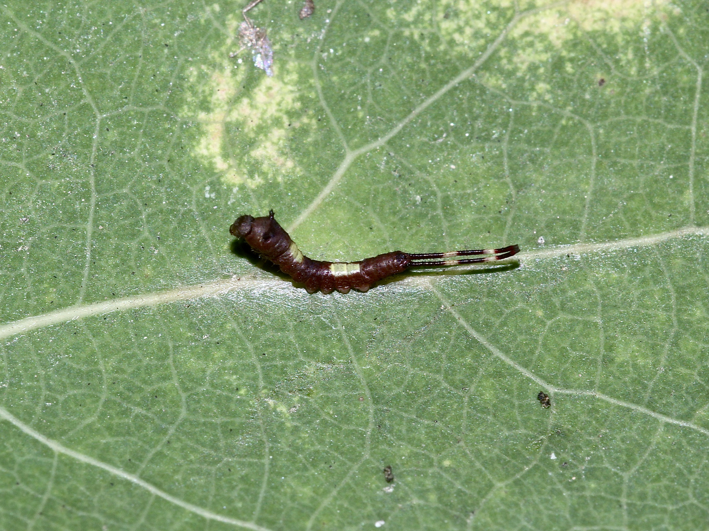 (2/8) Die Raupe des Espen-Gabelschwanzes (Furcula bifida)