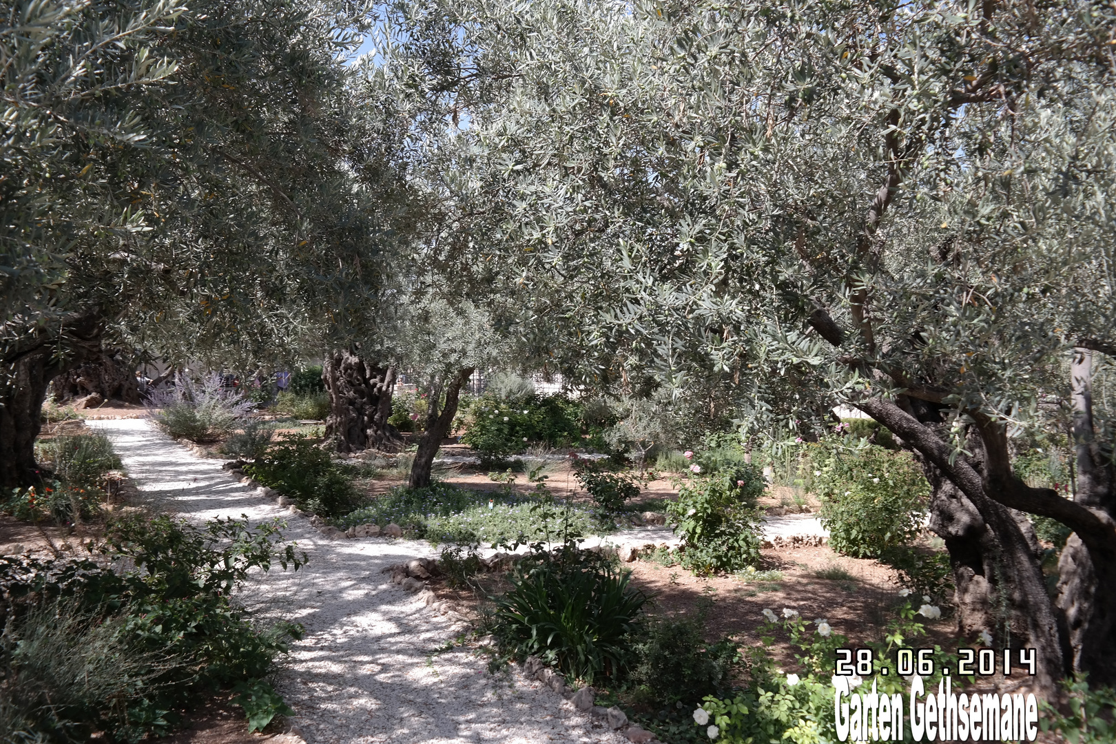 28-Juni_2014Garten Gethsemane