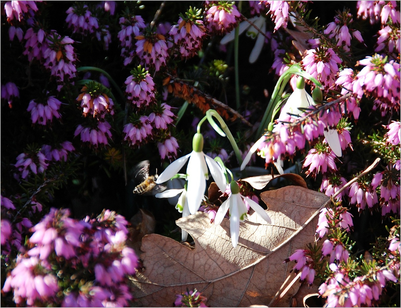 28. März 2017 im Bot. Garten in Berlin