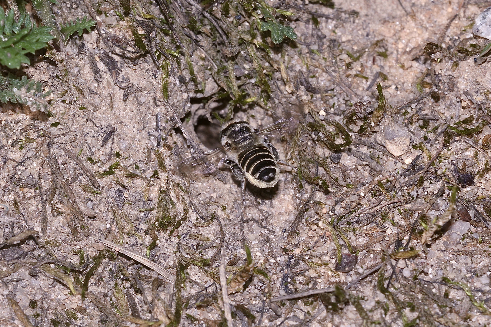 (28) "Meine" Bienenkolonie 2019 - Im kalten Winter Vorfreude auf den nächsten Sommer ...