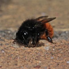 (28) Mittwochsüberraschung - Rätselauflösung: MAUERBIENE (Osmia cornuta)