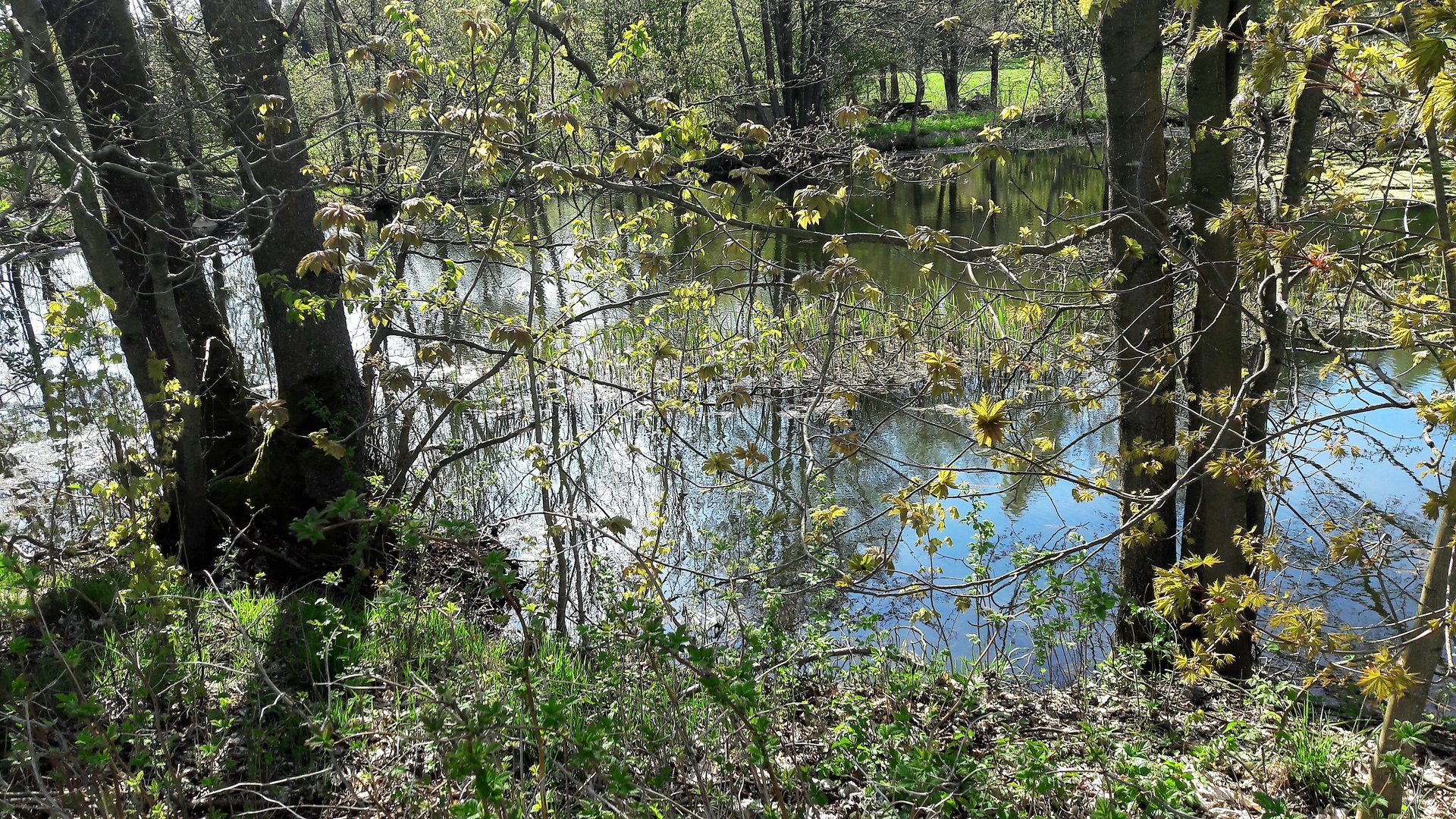 28.04.2020 Frühjahrsspiegelungen auf dem Lernschwimmteich