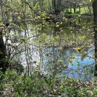 28.04.2020 Frühjahrsspiegelungen auf dem Lernschwimmteich