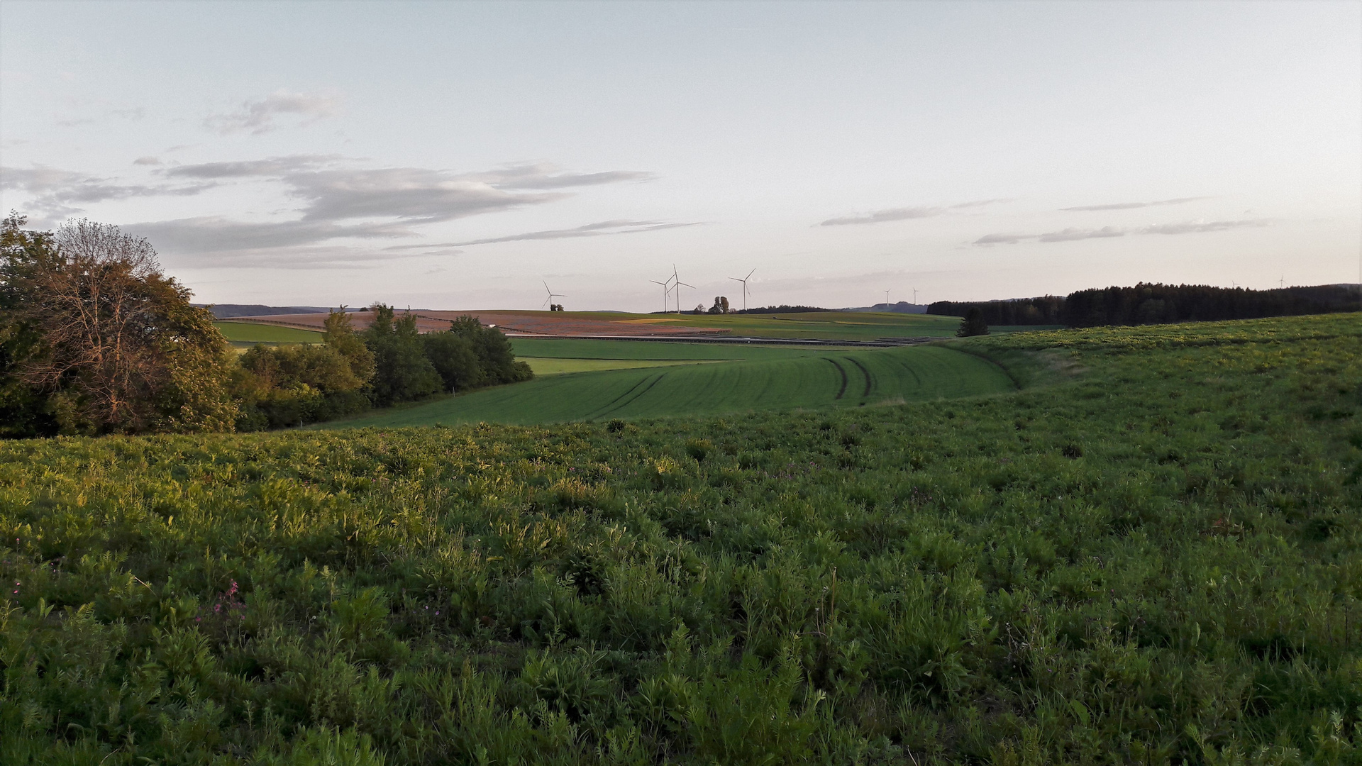 28.05.2020  Honigwiesen und Regenerative Energien 