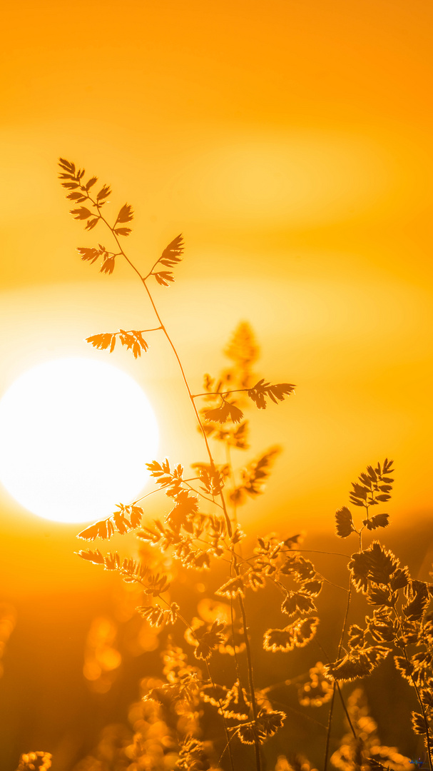 28052022  Schuir / Mülheim Sonnenaufgangstour