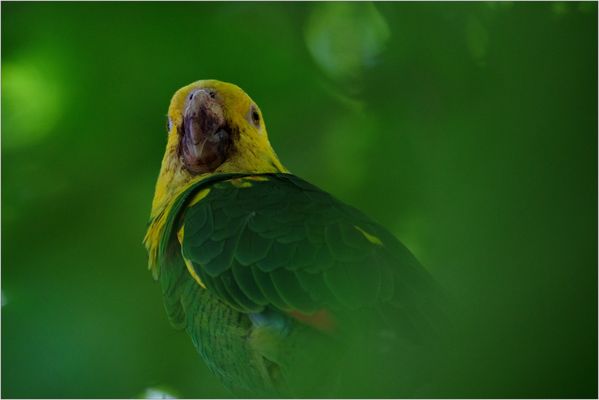 28.06.25 ## Adler oder Gelbkopfamazone im Rosensteinpark ##