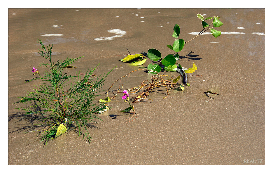 (28/07) Strandgeflüster