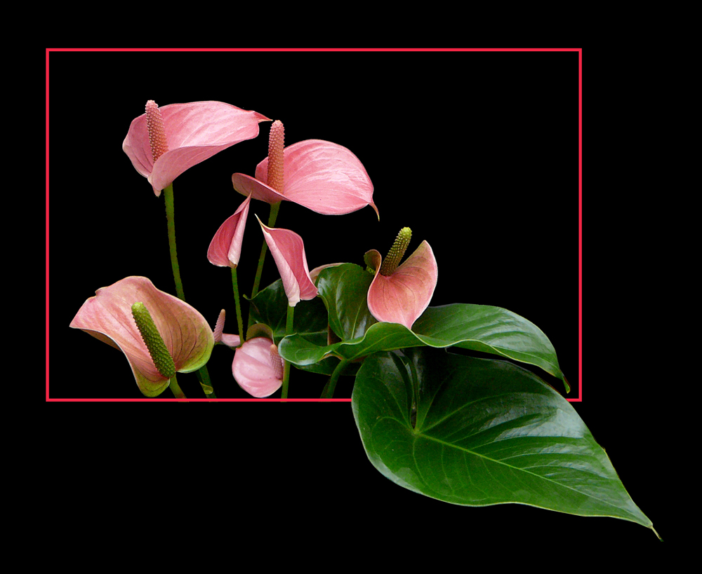 281 ANTHURIUM