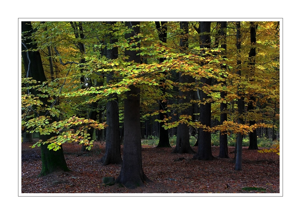 28.10.2011_Herbstfarben