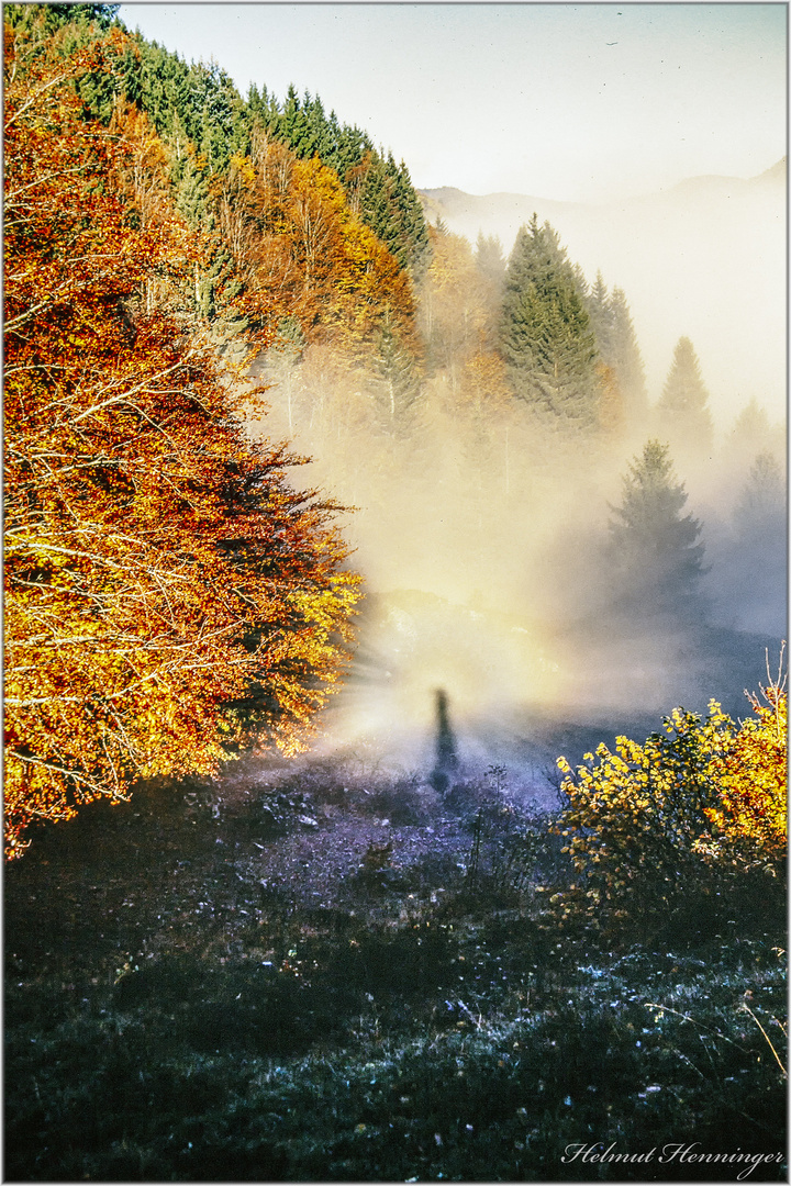 2824 Herbst im Scharzwald 