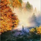 2824 Herbst im Scharzwald 