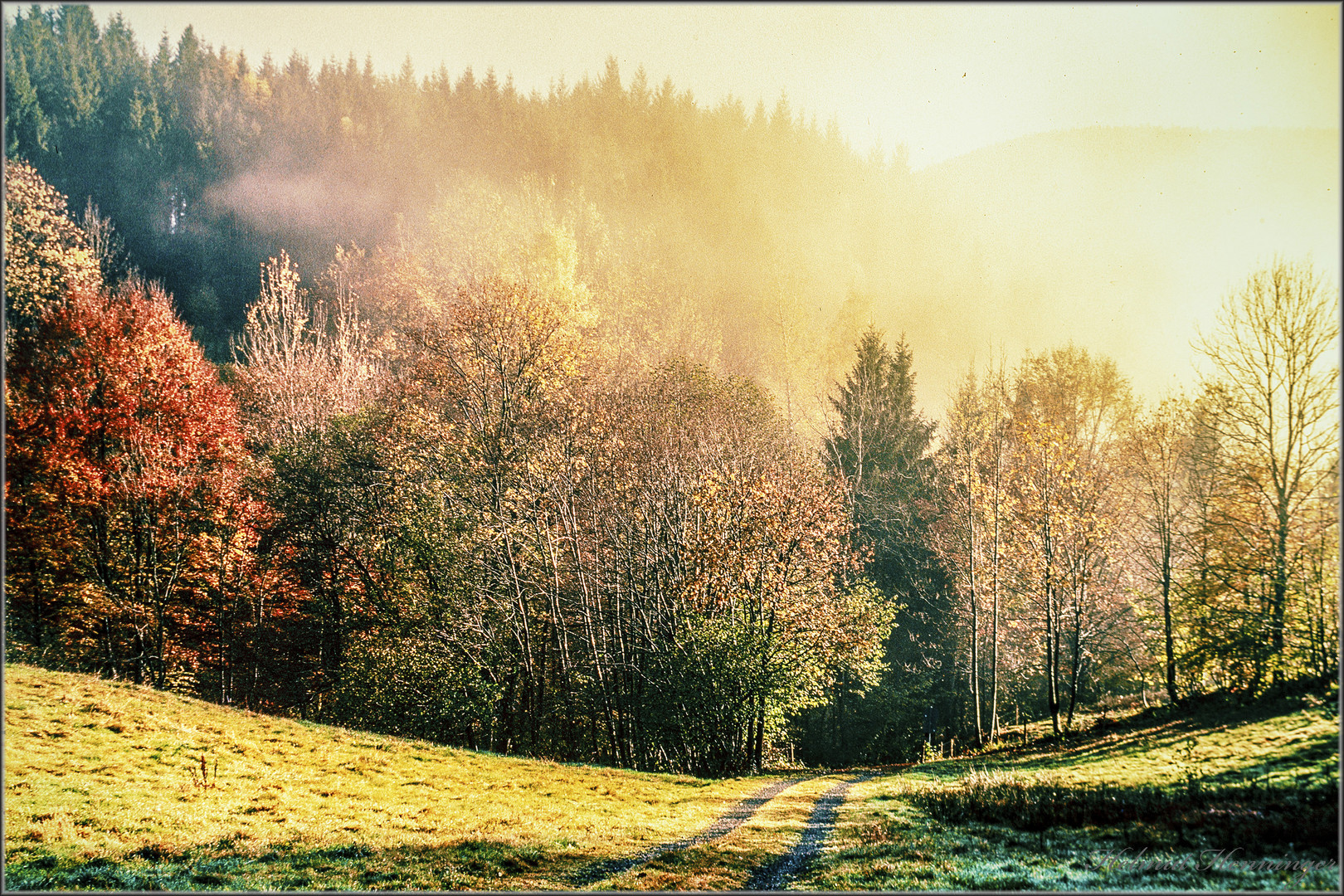 2831 Herbst im Scharzwald 