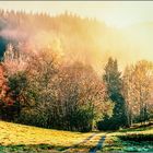 2831 Herbst im Scharzwald 