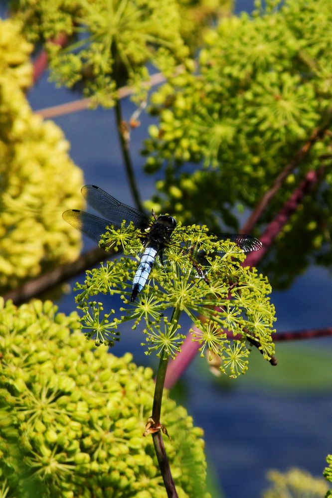 Libelle beim Sonnen von BrinaSa 