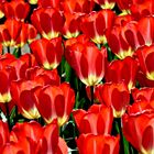 2835....conclave des tulipes