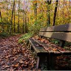 2843   ... Herbstwald  ..