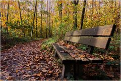 2843   ... Herbstwald  ..