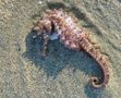 Seepferdchen am Strand von oenty 