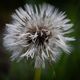 Feuchte Pusteblume 