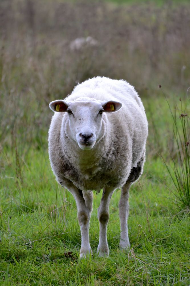 Bist du Shaun?! von Elfriede1984 