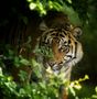 Sumatra-Tiger "Bari" di Marcel Ahrens