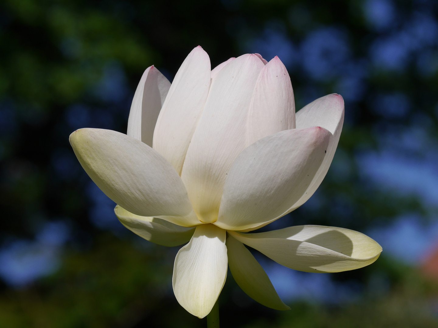 28/52  Lotusblüte