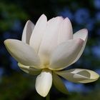 28/52  Lotusblüte