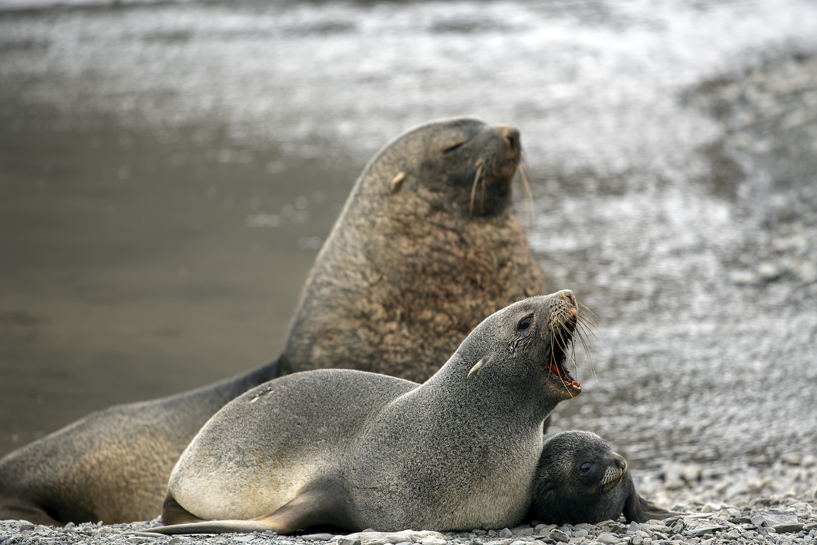 2856T Seelöwen Familie Stromness Bay Südgeorgien