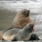 2856T Seelöwen Familie Stromness Bay Südgeorgien