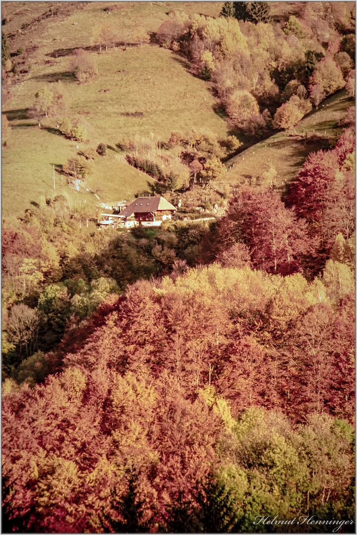 2864 Herbst im Scharzwald 
