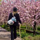 2873SC japanische Kirschenallee mit Frau auf der Walz Wanderhandwerkerin