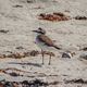 Gravelot  Collier Interrompu (Charadrius alexandrinus)