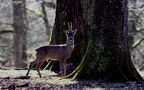 " Le petit prince de la forêt " de Jean COLLETTE