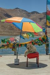 288 - This Is What A Dogs Life In Tibet Is