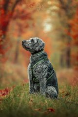 #2884 - Floki - Hundeshooting