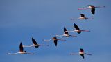 Patrol of Camargue........ de gageou Jean- claude gage