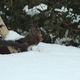 Besucher am Vogelhaus