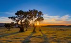 Abend im Lorbeerwald von Burkhard Bartel