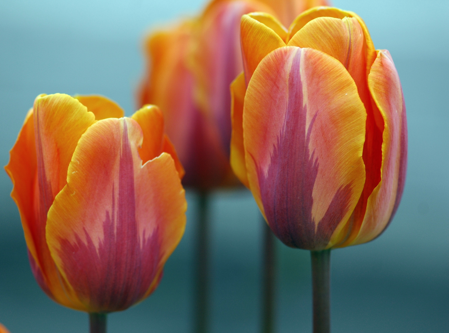 29 04 2010 Leuchtende Tulpen